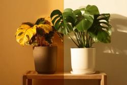 龜背竹的養(yǎng)殖方法和注意事項(xiàng)